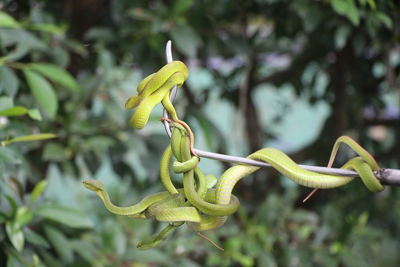 mơ thấy rắn xanh