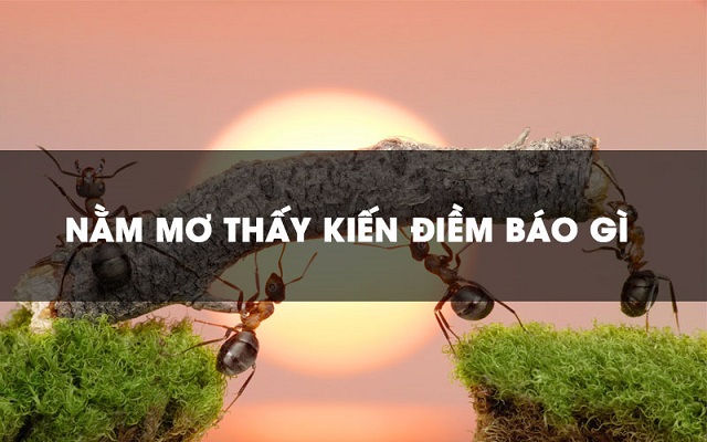 Giấc mơ thấy Kiến