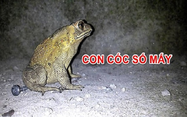 Con cóc là số mấy