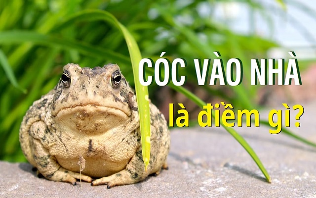 Giải mã giấc mơ thấy cóc Giải mã giấc mơ thấy cóc