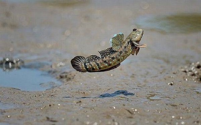 Mơ thấy cá ở trên cạn nên đánh con gì