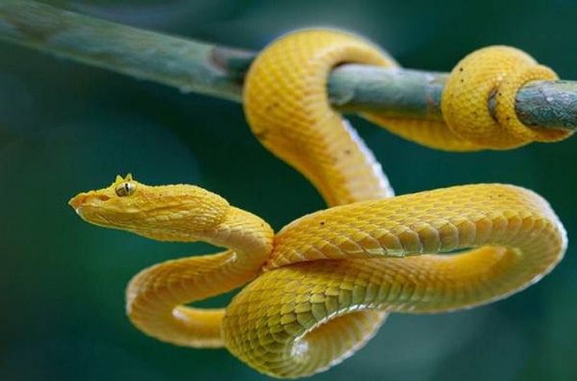 Mơ thấy rắn vàng nên đánh con gì Mơ thấy rắn vàng nên đánh con gì
