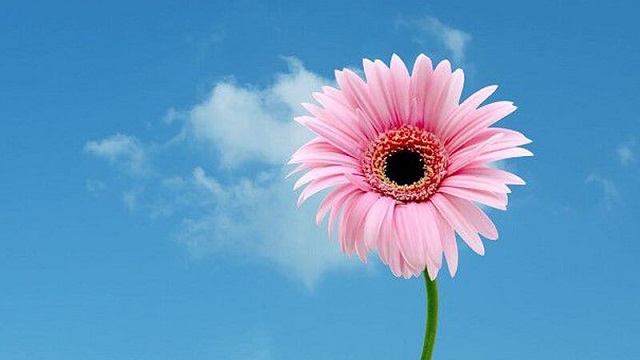 Mơ thấy nhiều hoa đồng tiền đánh con gì? Mơ thấy nhiều hoa đồng tiền đánh con gì?