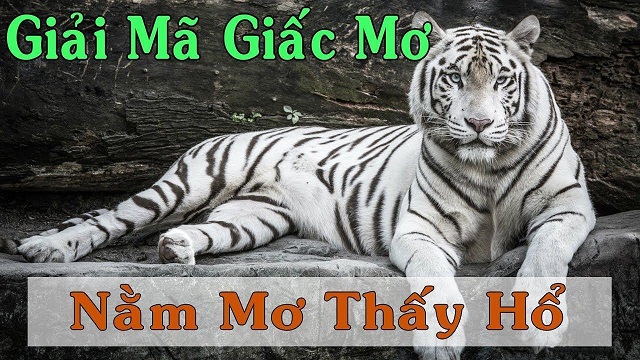 Mơ thấy hổ điềm lành hay dữ?