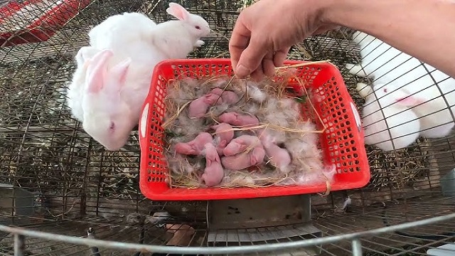 Mơ thấy thỏ đẻ điềm tốt Mơ thấy thỏ đẻ điềm tốtMơ thấy thỏ đẻ điềm tốt