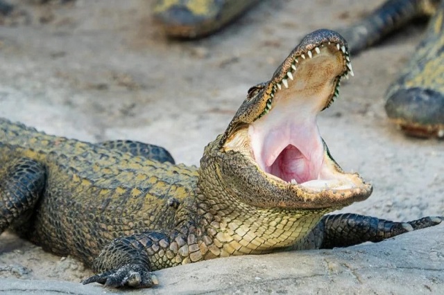 Nằm mơ thấy cá sấu mang ý nghĩa gì?