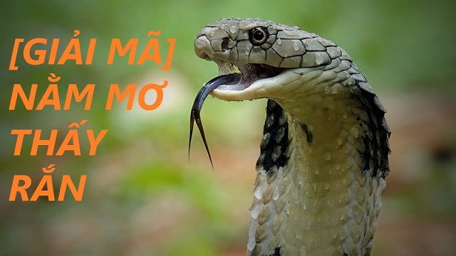 Ý nghĩa về giấc mơ thấy giết rắn là gì?