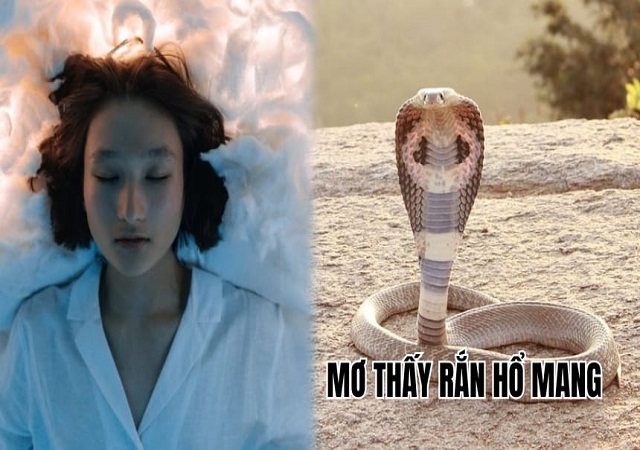 Giải mã giấc mơ thấy rắn hổ mang