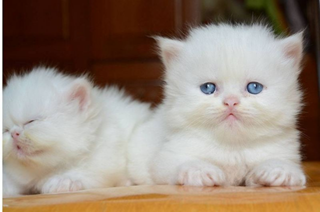 Một vài trường hợp nằm mơ thấy mèo trắng và điềm báo ẩn giấu phía sau Một vài trường hợp nằm mơ thấy mèo trắng và điềm báo ẩn giấu phía sau