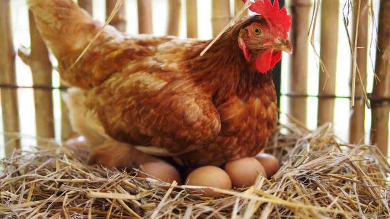 Khám phá điềm báo tương lai khi ngủ mơ thấy gà mái ấp trứng